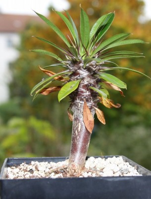 Pachypodium lamerei - grösstes - 09.10.2009 - 1.jpg