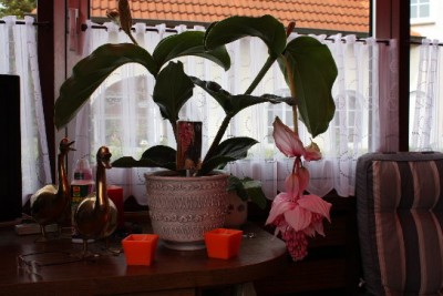 so sah sie im Sommer aus.jpg