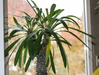 Pachypodium lamerei - 09.10.2009 - 2.jpg