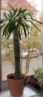 Pachypodium lamerei - 09.10.2009 - 1.jpg