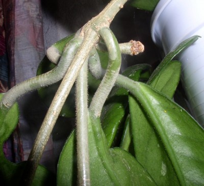 P1010002.JPG