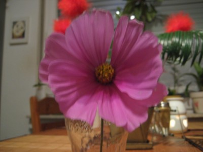 IMG_2005.JPG