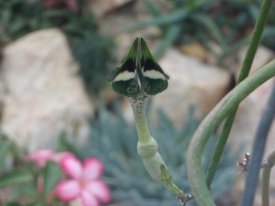 ceropegia1.jpg