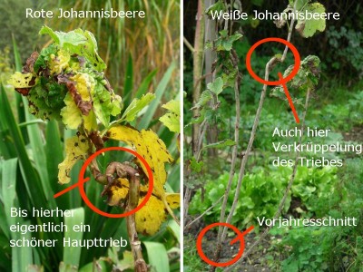 Johannisbeere.jpg