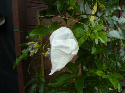 verschiedene 117.jpg