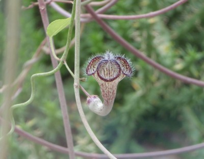 ceropegia carnosa1.jpg