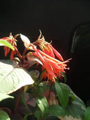Fuchsia fulgens1.jpg