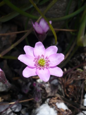 Hepatica nobilis rubra1.jpg
