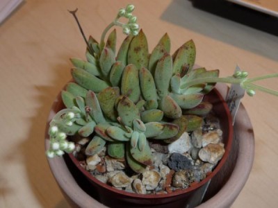P1010640_600_450.jpg
