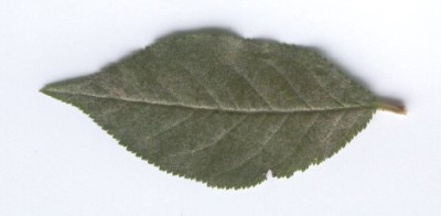 Blatt.jpg