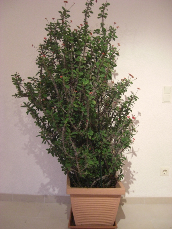 Ist das ein Kaktus? Christusdorn - Euphorbia milii  Pflanzenbestimmung &  Pflanzensuche  GREEN24 Pflanzen & Garten Forum