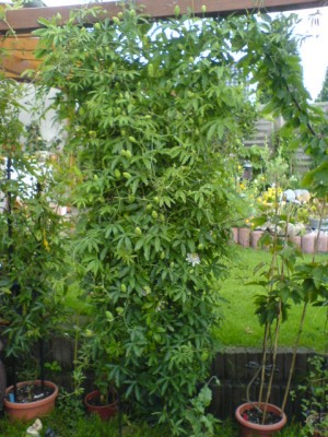 verschiedene 121.jpg