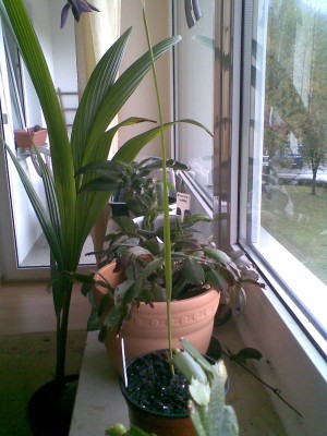 Pflanzen am fenster.jpg