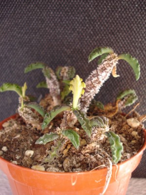 September 2009 148.jpg