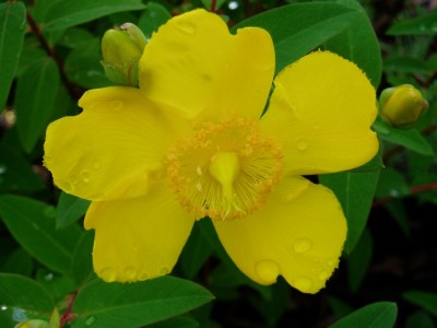 Johanniskrautblüte.JPG