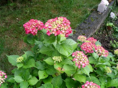 Hortensie 1.JPG