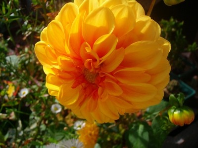 Pompon-Dahlie - orange- 2.JPG