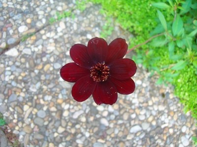 Schoko-Cosmea.JPG