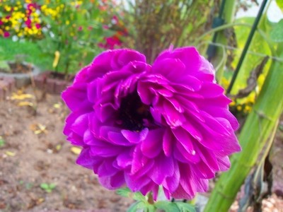 Anemone.JPG