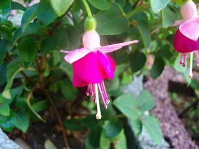 Fuchsie.JPG