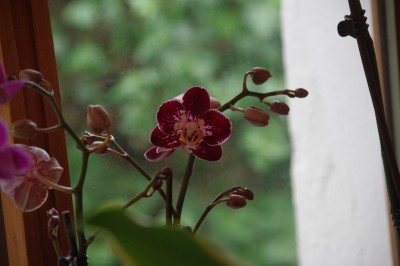IMGP4178.JPG