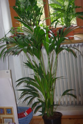 IMGP4160.JPG