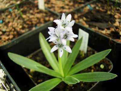 Hyacinthoides lingulata.JPG