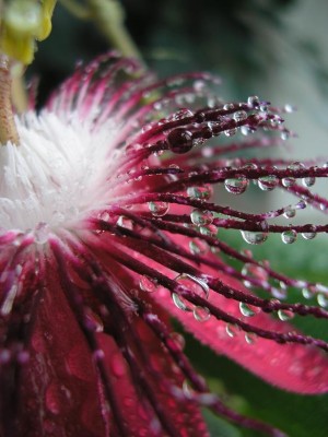 kady Margret Passiflora.JPG