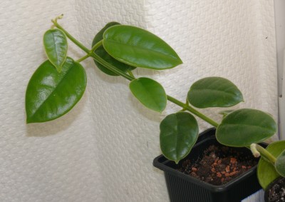 calycina15.10.09.jpg