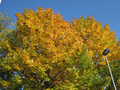 Herbst3.jpg