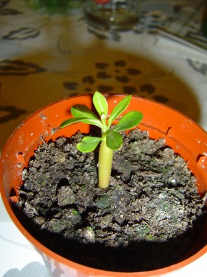 Adenium,15.10.09.jpg
