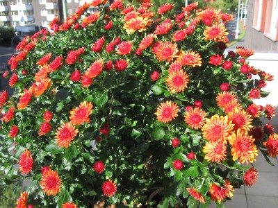 Balkon Chrysantheme.jpg