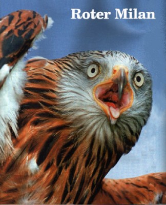 Roter Milan6.jpg