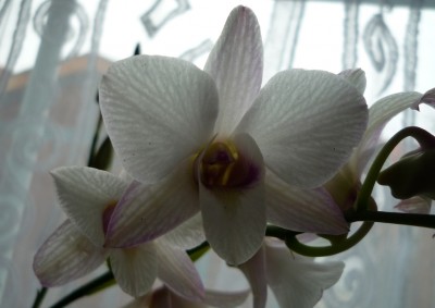 Dendrobium Phal 2.JPG