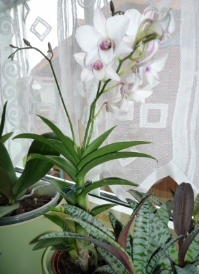 Dendrobium Phal 1.JPG