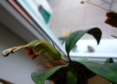 Aeschynanthus von Bonny.JPG