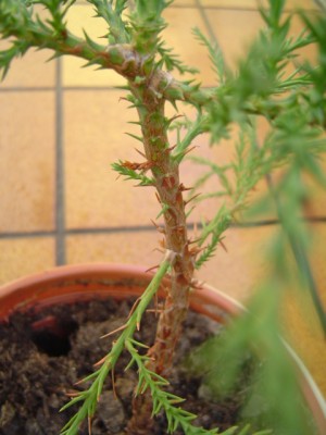 DSC05707.JPG