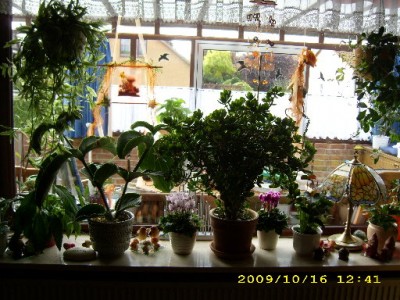 Blumenfenster1.jpg