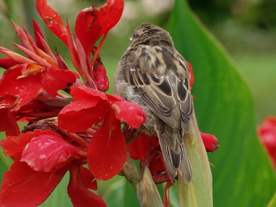 spatz auf der canna.jpg