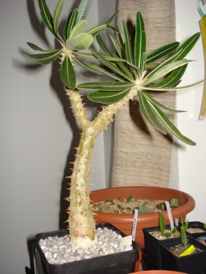 Pachypodium.jpg