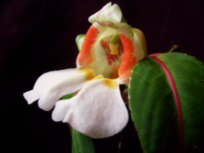S7300007.JPG