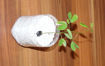 P1130492_cr.jpg