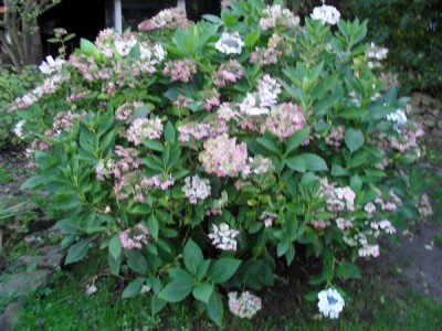 SDC11061_Bildgröße ändern.JPG