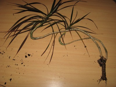 Drachenbaum3.JPG