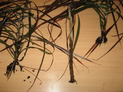 Drachenbaum2.JPG