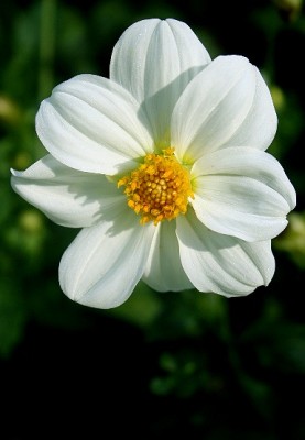 Flower.jpg