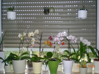 DSCN58630001.JPG