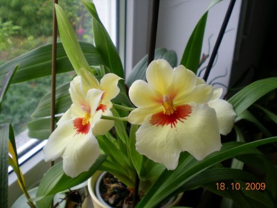 DSCN58580001.JPG