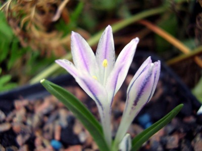 Lachenalia longituba (3).JPG