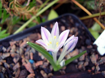 Lachenalia longituba (2).JPG